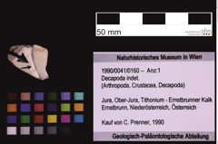 Foto (Objekt + Etiketten) von Decapoda indet. (NHMW-GEO-1990-0041-0160)